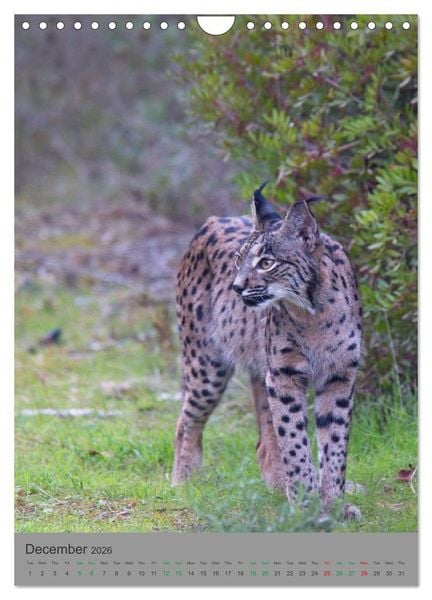 Produktbild: Wildlife of Spain (Wall Calendar 2026 DIN A4 portrait), CALVENDO 12 Month Wall Calendar