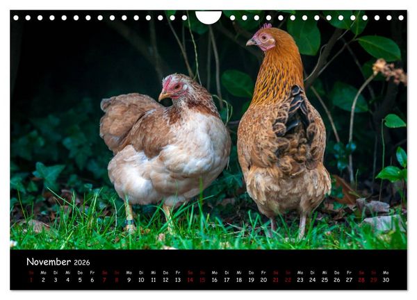 Produktbild: Neues von den Gartenh&uuml;hnern (Wandkalender 2026 DIN A4 quer), CALVENDO Monatskalender