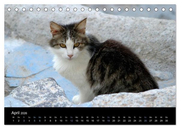 Produktbild: Katzensprung (Tischkalender 2026 DIN A5 quer), CALVENDO Monatskalender