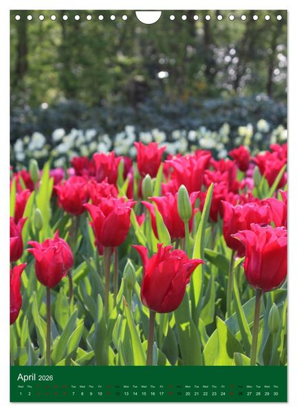 Produktbild: Dutch Tulips (Wall Calendar 2026 DIN A4 portrait), CALVENDO 12 Month Wall Calendar