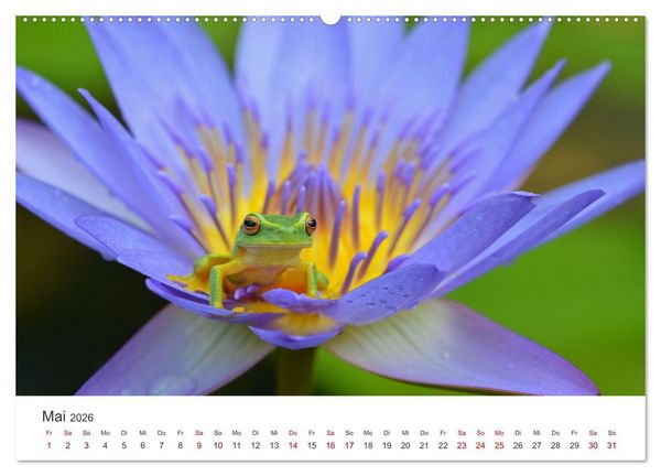 Produktbild: Fr&ouml;sche - Die wundersch&ouml;ne Welt der bunten H&uuml;pfer. (Wandkalender 2026 DIN A2 quer), CALVENDO Monatskalender