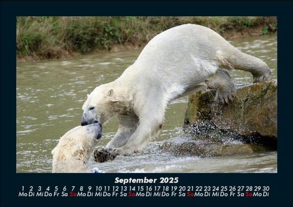 Produktbild: Pinguine & Eisb&auml;ren 2025 Fotokalender DIN A5