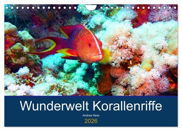 Produktbild: Wunderwelt Korallenriffe (Wandkalender 2026 DIN A4 quer), CALVENDO Monatskalender