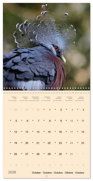 Produktbild: Portraits d'oiseaux des beaut&eacute;s plumeuses (Calendrier mural carr&eacute; 2026 30x30 cm) Calendrier double avec une page pour vos prises de notes