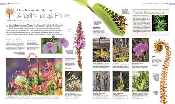 Produktbild: DK Bibliothek. Pflanzen & Pilze