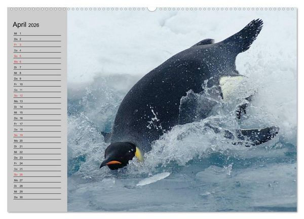 Produktbild: Pinguine - Watscheln im festlichen Kleid (hochwertiger Premium Wandkalender 2026 DIN A2 quer), Kunstdruck in Hochglanz