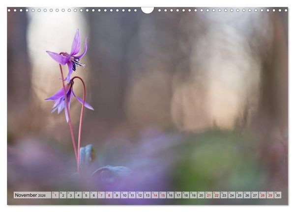 Produktbild: M&auml;rchenwelt der Wildblumen (Wandkalender 2026 DIN A3 quer), CALVENDO Monatskalender