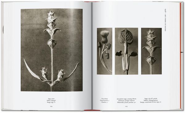Produktbild: Karl Blossfeldt