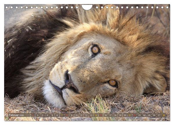 Produktbild: Katzen Afrikas (Wandkalender 2026 DIN A4 quer), CALVENDO Monatskalender