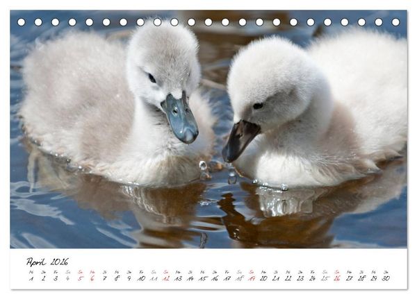 Produktbild: Vom K&uuml;ken zum Schwan (Tischkalender 2026 DIN A5 quer), CALVENDO Monatskalender