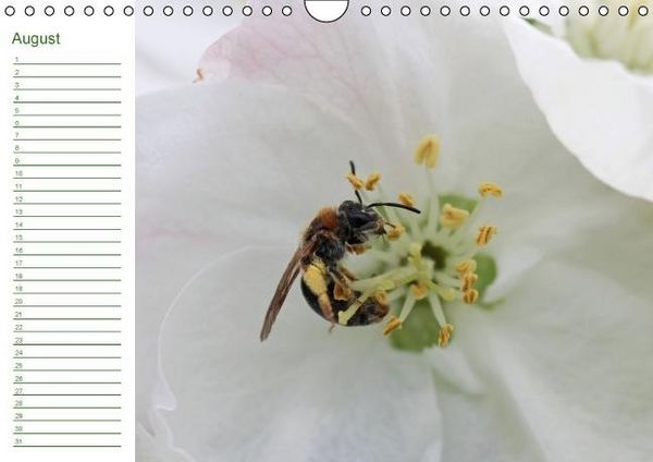 Produktbild: Bienen - Emsige Helfer (Wandkalender immerw&auml;hrend DIN A4 quer)