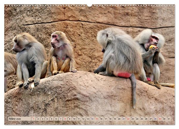 Produktbild: Ganz sch&ouml;n affig - Der Kalender der Affen (hochwertiger Premium Wandkalender 2026 DIN A2 quer), Kunstdruck in Hochglanz