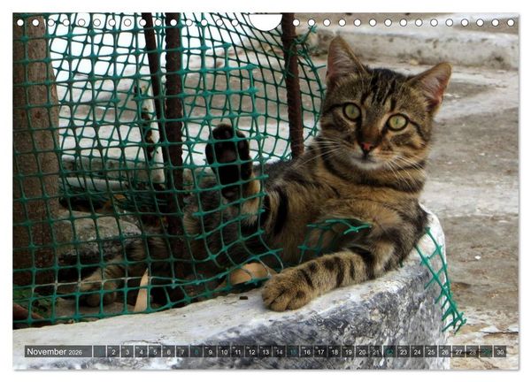 Produktbild: SAMTPFOTEN auf Mykonos (Wandkalender 2026 DIN A4 quer), CALVENDO Monatskalender