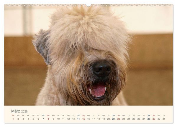 Produktbild: IRISH SOFT COATED WHEATEN TERRIER 2026 (hochwertiger Premium Wandkalender 2026 DIN A2 quer), Kunstdruck in Hochglanz