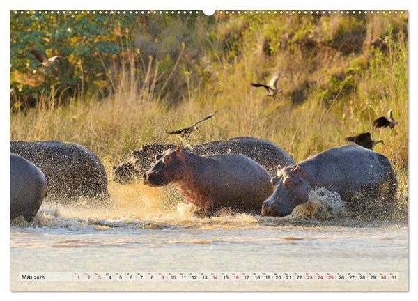 Produktbild: Faszination Afrika: Flusspferde (Wandkalender 2026 DIN A2 quer), CALVENDO Monatskalender
