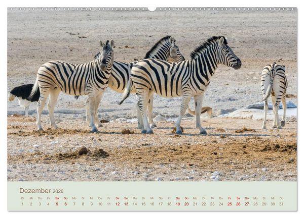 Produktbild: Zebras in Afrika (Wandkalender 2026 DIN A2 quer), CALVENDO Monatskalender