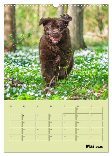Produktbild: B&auml;rige Freunde - Familienplaner Brauner Neufundl&auml;nder (Wandkalender 2026 DIN A3 hoch), CALVENDO Monatskalender