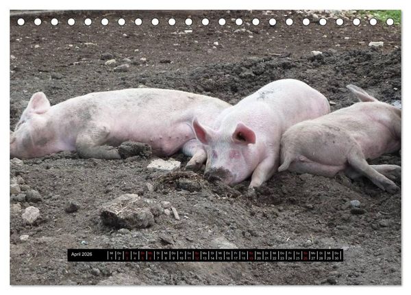 Produktbild: Schweinereien (Tischkalender 2026 DIN A5 quer), CALVENDO Monatskalender