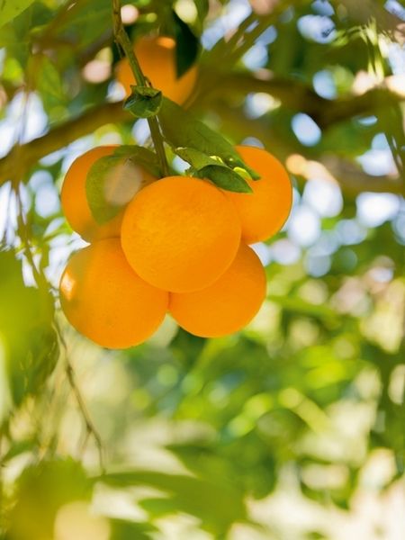 Produktbild: Fr&uuml;chte im Garten (Puzzle)