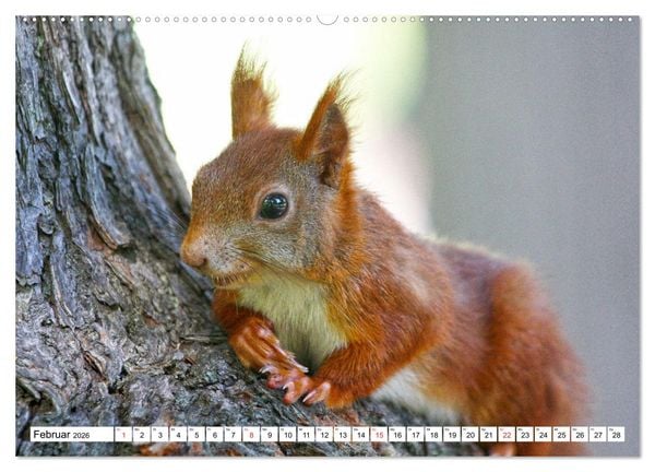 Produktbild: Eichh&ouml;rnchen in freier Natur (Wandkalender 2026 DIN A2 quer), CALVENDO Monatskalender