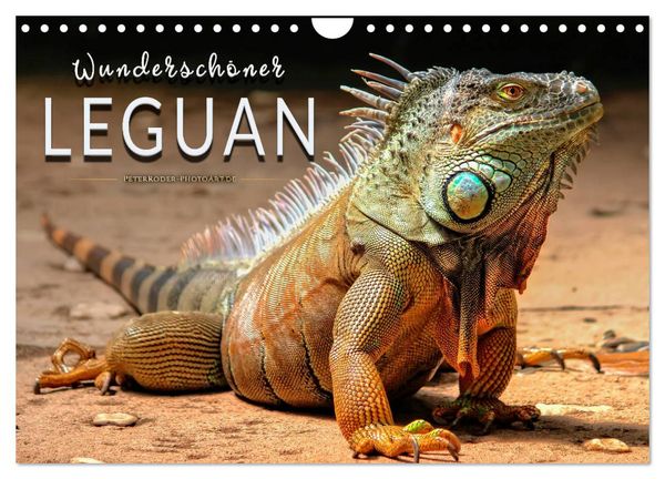 Produktbild: Wundersch&ouml;ner Leguan (Wandkalender 2026 DIN A4 quer), CALVENDO Monatskalender