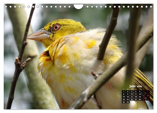 Produktbild: Oiseaux exotiques (Calendrier mural 2026 DIN A4 vertical), CALVENDO calendrier mensuel