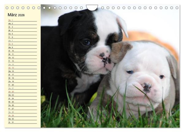 Produktbild: Bulldoggen-Moppelchen (Wandkalender 2026 DIN A4 quer), CALVENDO Monatskalender