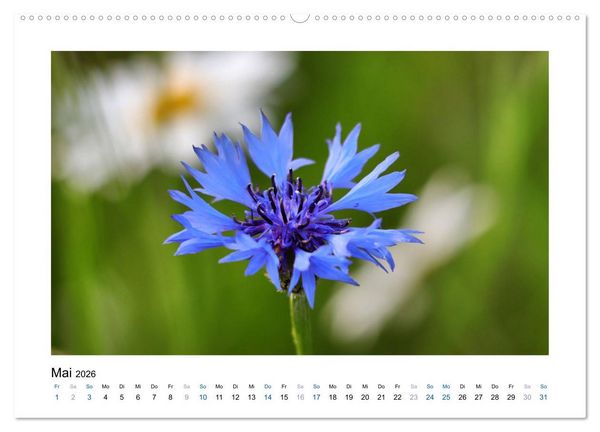 Produktbild: Kornblumen - Blaue Sch&ouml;nheiten (Wandkalender 2026 DIN A2 quer), CALVENDO Monatskalender