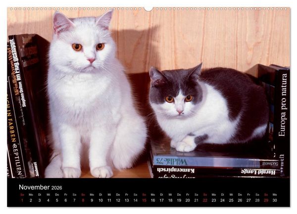 Produktbild: Katzen (hochwertiger Premium Wandkalender 2026 DIN A2 quer), Kunstdruck in Hochglanz