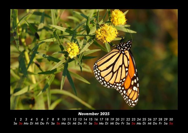 Produktbild: Blumentr&auml;ume 2025 Fotokalender DIN A3