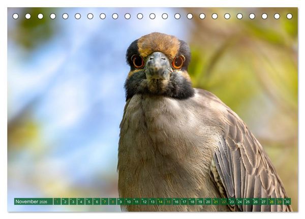 Produktbild: Gr&uuml;nreiher - Krabbenreiher - Nachtreiher (Tischkalender 2026 DIN A5 quer), CALVENDO Monatskalender