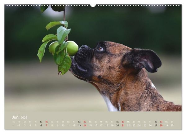 Produktbild: Boxer - charmante Herzensbrecher (Wandkalender 2026 DIN A2 quer), CALVENDO Monatskalender