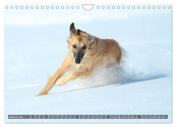 Produktbild: Silken Windsprite - Mit Merlin und Calisto durch&acute;s Jahr 2026 (Wandkalender 2026 DIN A4 quer), CALVENDO Monatskalender
