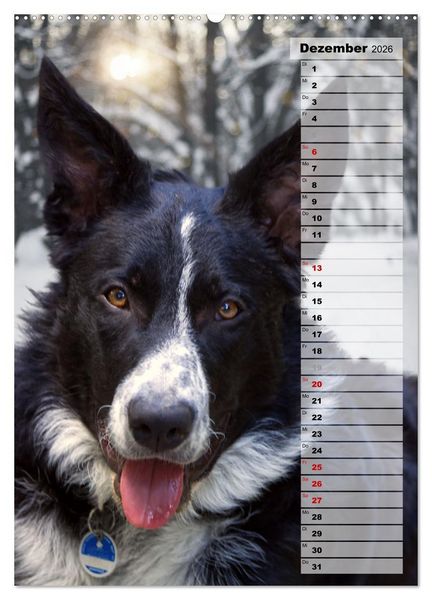 Produktbild: Mein Border Collie (hochwertiger Premium Wandkalender 2026 DIN A2 hoch), Kunstdruck in Hochglanz