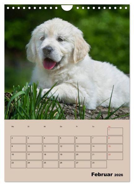 Produktbild: Jahresplaner Golden Retriever Welpen (Wandkalender 2026 DIN A4 hoch), CALVENDO Monatskalender