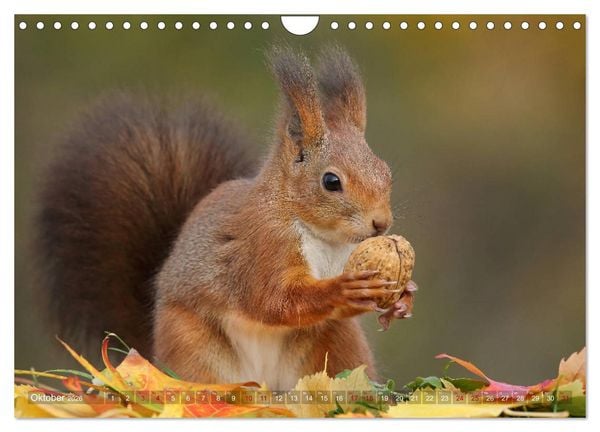 Produktbild: Eichh&ouml;rnchen in zauberhaften Posen (Wandkalender 2026 DIN A4 quer), CALVENDO Monatskalender