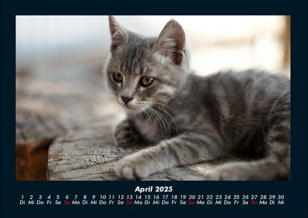 Produktbild: F&uuml;r Katzenfreunde 2025 Fotokalender DIN A4