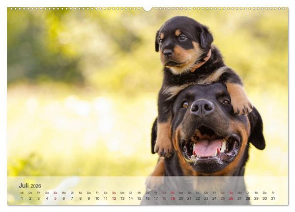 Produktbild: Hunde 2026 - Treue Begleiter (Wandkalender 2026 DIN A2 quer), CALVENDO Monatskalender