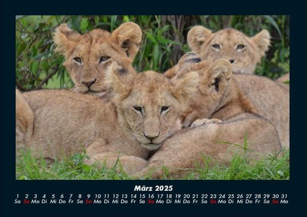 Produktbild: L&ouml;wen in der Wildnis 2025 Fotokalender DIN A4