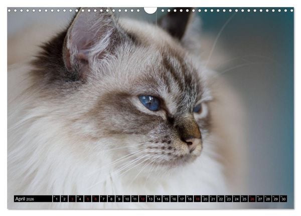 Produktbild: Heilige Birma Katzenkalender (Wandkalender 2026 DIN A3 quer), CALVENDO Monatskalender
