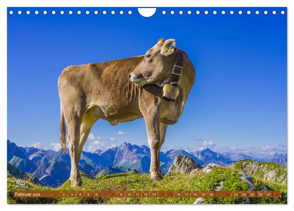 Produktbild: Allg&auml;uer Sch&ouml;nheiten Allg&auml;u - Land der K&uuml;he (Wandkalender 2026 DIN A4 quer), CALVENDO Monatskalender