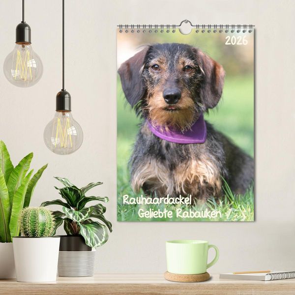 Produktbild: Geliebte Rabauken - Rauhaardackel (Wandkalender 2026 DIN A4 hoch), CALVENDO Monatskalender