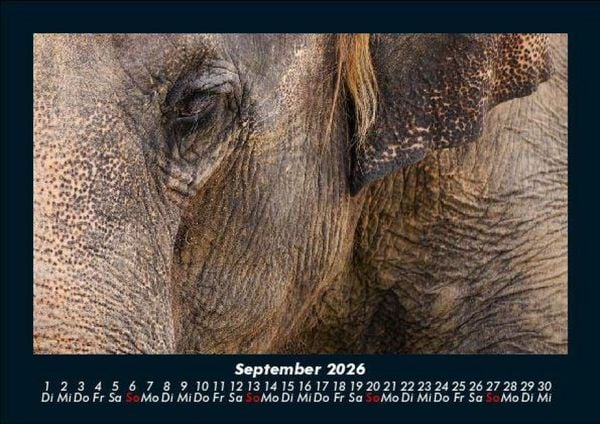 Produktbild: Elefanten - Die sanften Riesen Afrikas 2026 Fotokalender DIN A5