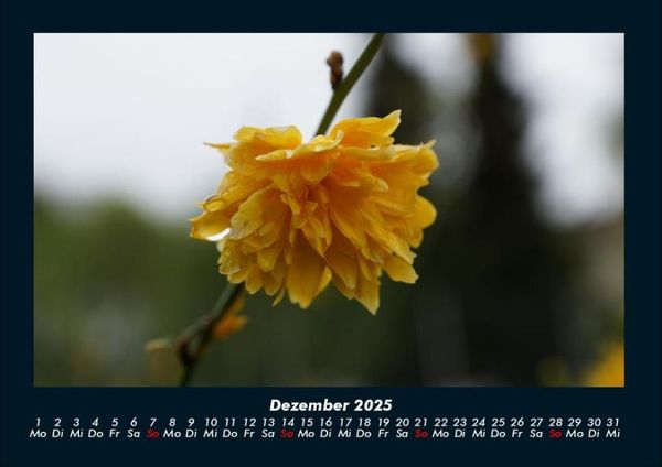 Produktbild: Blumenzauber 2025 Fotokalender DIN A4