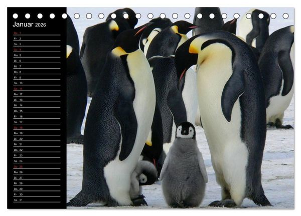 Produktbild: Pinguine - Kaiser- und K&ouml;nigspinguine (Tischkalender 2026 DIN A5 quer), CALVENDO Monatskalender
