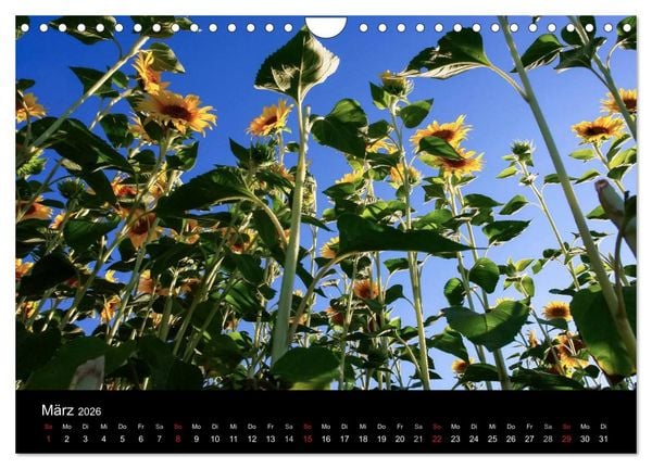 Produktbild: Sonnenblumen (Wandkalender 2026 DIN A4 quer), CALVENDO Monatskalender