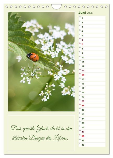 Produktbild: Marienk&auml;fer, Gl&uuml;cksbringer mit sieben Punkten (Wandkalender 2026 DIN A4 hoch), CALVENDO Monatskalender