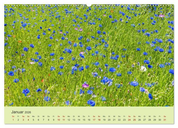 Produktbild: Wilde Blumen - ein Spaziergang durch die Natur (hochwertiger Premium Wandkalender 2026 DIN A2 quer), Kunstdruck in Hochglanz