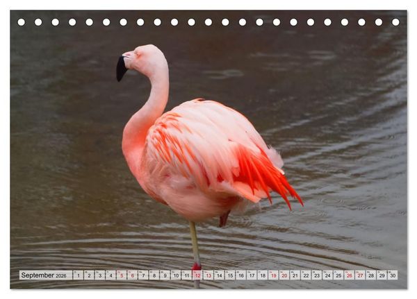 Produktbild: Flamingo Zauber (Tischkalender 2026 DIN A5 quer), CALVENDO Monatskalender