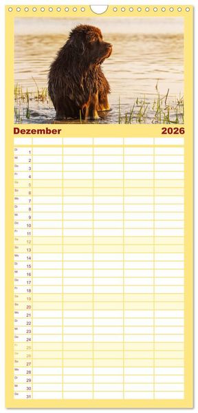 Produktbild: Familienplaner 2026 - Neufundl&auml;nder - Ein b&auml;renstarker Freund mit 5 Spalten (Wandkalender, 21 x 45 cm) CALVENDO